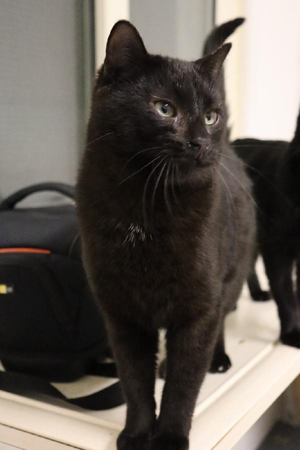 Pippo, picciotto meraviglioso Foto 4